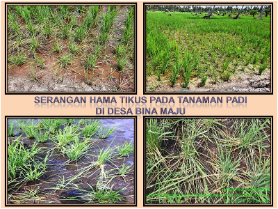 Serangan Hama Tikus Pada Tanaman Padi di Desa Bina Maju 
