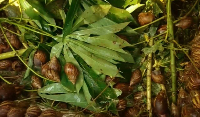 PEMELIHARAAN BEKICOT SEBAGAI BAHAN PAKAN TERNAK