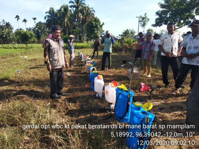 Gerdal opt wbc pada tanaman padi