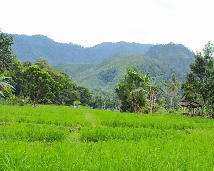 Pengelolaan Tanaman Terpadu (PTT) Padi Gogo