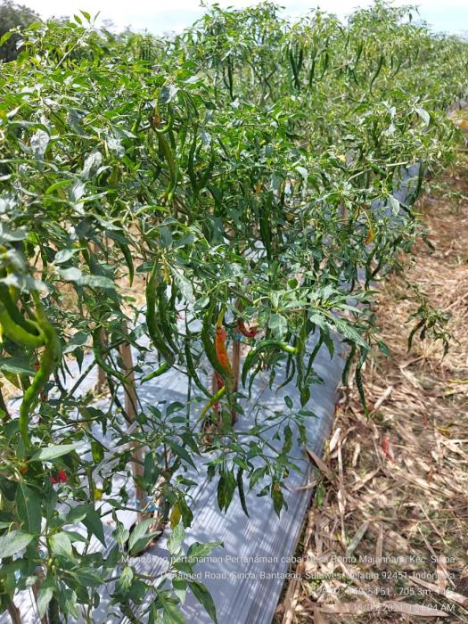 Monitoring Petugas POPT Kecamatan Sinoa Pada Tanaman Cabe