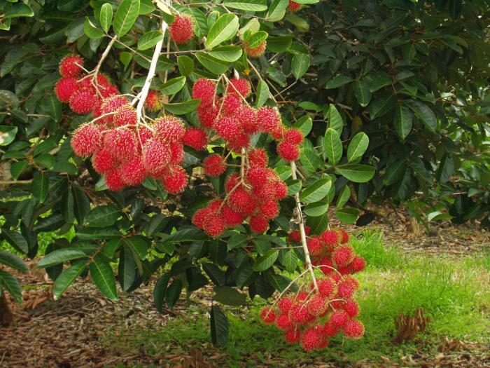 CARA MENANAM RAMBUTAN BINJAI