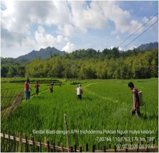 Gerakan Pengendalian OPT Padi dengan APH (Agens Pengendali Hayati) Trichoderma
