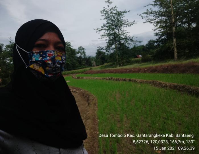 Pemantauan Pertanaman Padi pada KT Julu Atia Desa Tombolo Kec. Gantarangkeke Kab. Bantaeng