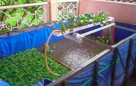 Pemanfaatan Lahan Pekarangan menggunakan Kolam Terpal