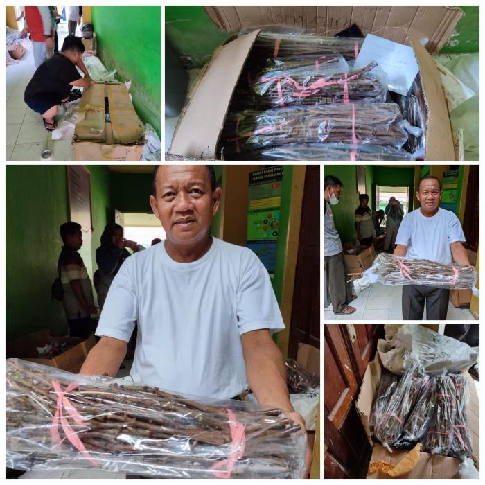 Sambung Pucuk Dan Sambung Samping Tanaman Kakao