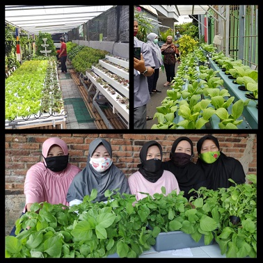 Pekarangan Pangan Lestari (P2L) di Jakarta Timur Memasuki Fase Agribisnis