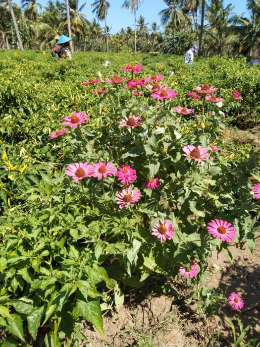 Yuk Nanam Cabe Dengan Pengawalan Bunga-bunga (refugia)