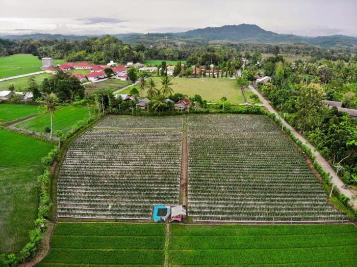 Insfiratif  Geliat Petani Milenial Di Desa Mambu Bpp Luyo Kabupaten Polewali Mandarprovinsi Sulawesi Barat