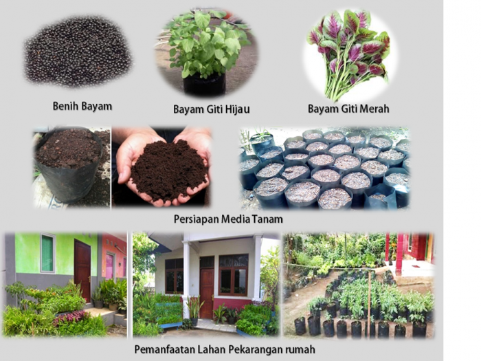 Pemanfaatan Lahan Pekaragan Rumah  Menggunakan Media Polybag