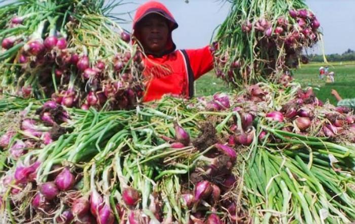 PENANGANAN PASCA PANEN BAWANG MERAH