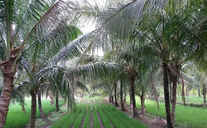 SISI LAIN KEGUNAAN TEMBAKAU