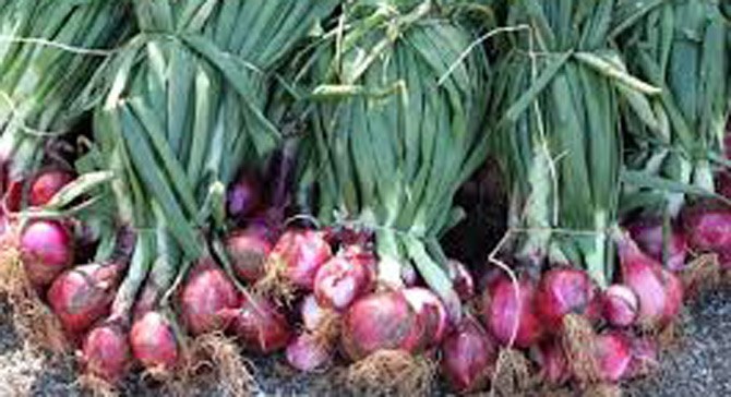 Menghasilkan Kentang Berproduksi Tinggi