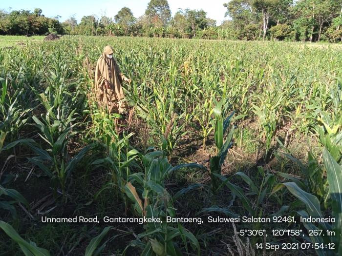 Pemeriksaan Pertanaman Fase Masak Pada Sertifikasi Tanaman Jagung di Kel.Gantarangkeke Kab.Bantaeng