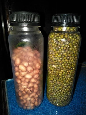 Budidaya Kacang Tanah