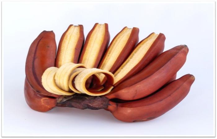 KANDUNGAN NUTRISI DAN MANFAAT PISANG
