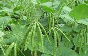 BAHAN ORGANIK MENINGKATKAN KEBERNASAN BIJI KACANG HIJAU