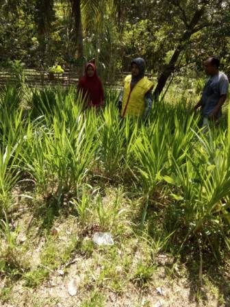 PEMELIHARAAN HIJAUAN MAKANAN TERNAK