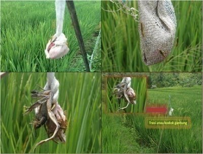 PENGENDALIAN WALANG SANGIT PADA TANAMAN PADI