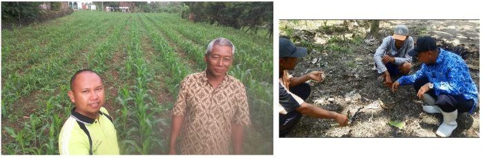 PEMADATAN POPUPALASI  UNTUK PENINGKATAN PRODUKSI JAGUNG DI POKTAN NGUDI MULYO DESA KEREK KECAMATAN NGAWI KABUPATEN NGAWI