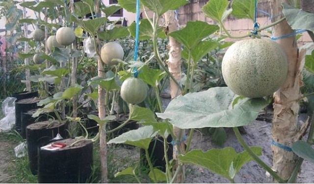 membangun kebun benih sumber kakao