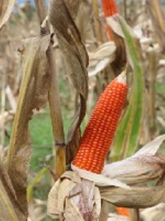 Sebaiknya Petani Mengetahui Teknik Prosesing benih jagung hibrida