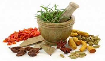MANFAAT  TANAMAN OBAT BAGI KESEHATAN TERNAK SAPI