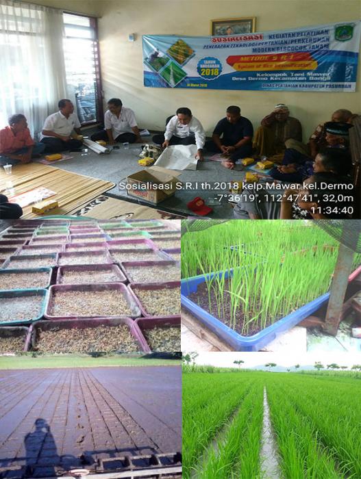 PENERAPAN SRI DI KECAMATAN BANGIL KABUPATEN PASURUAN