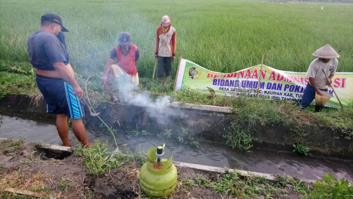 PENGENDALIAN TIKUS SAWAH DENGAN MENGGUNAKAN KOMPOR GAS