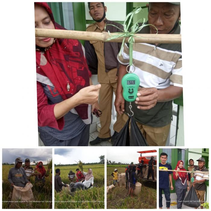 Panen Padi Organik Di Poktan Malitutue, Kel. Galung Kec. Liliriaja Kab. Soppeng