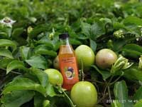 CARA MEMBUAT SIRUP MARKISA