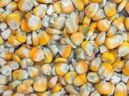 PENGENDALIAN AFLATOKSIN PADA PASCAPANEN JAGUNG  DENGAN  PENERAPAN HACCP