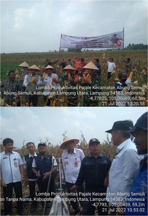 Panen Raya Jagung Dalam Rangka Ketahanan Pangan Nasional Bersama Pemda Lampung Utara Dan Kodim 0412/lampung Utara Di Desa Semuli Jaya Kecamatan Abung Semuli