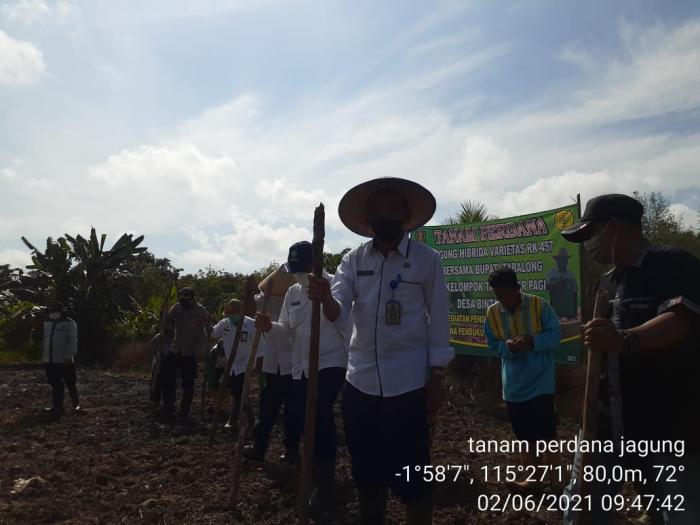 BUDIDAYA JAGUNG PAKAN TERNAK