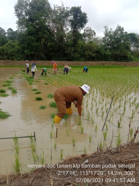 PENYULUH TERJUN LANGSUNG KELAPANGAN GUNA MEMBERIKAN PENYULUHAN SISTEM TANAM JAJAR LEGOWO