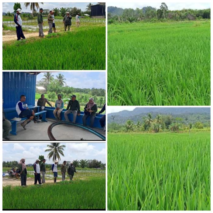 Limbah Sawit, Tingkatkan Produksi Padi