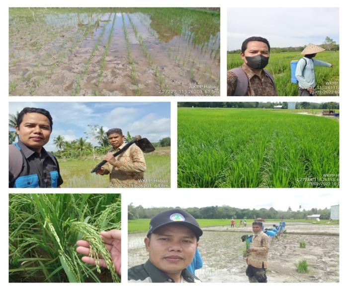 Petani Desa Habau Hulu Kecamatan Banua Lawas Coba Kembangkan Padi Galur  TRISAKTI