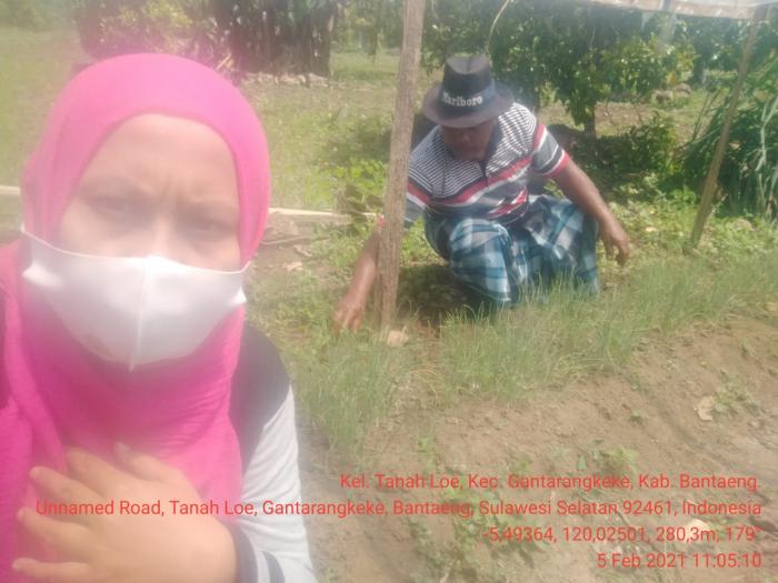 Pemantauan persemaian Bawang Merah Biji (TSS) PokTan Sipakabaji, Kel Tanah Loe, Kec Gantarangkeke, Kab Bantaeng
