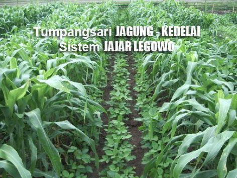 TEKNOLOGI BUDIDAYA GANDUM