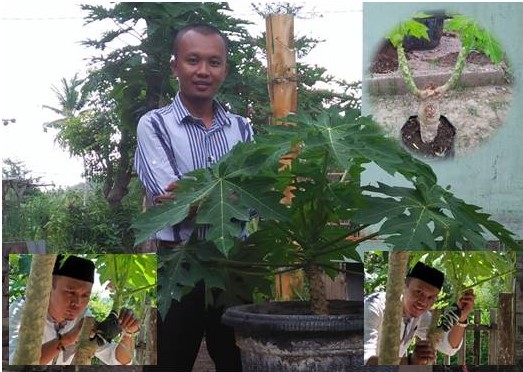 Mencangkok Pepaya Dengan Mudah