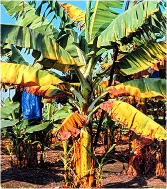 MENJAGA KUALITAS DAN MUTU BUAH DENGAN PEMBOSONGAN PISANG AGAR TAMPIL MULUS DAN BERSTANDAR NASIONAL INDONESIA