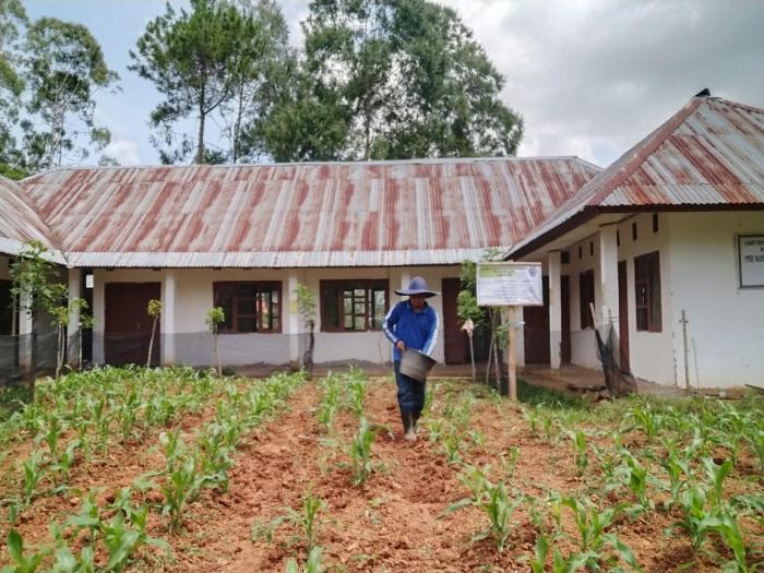 Penyuluh Melaksanakan Demplot Jagung Manis Di Lahan Kantor Bpp Rembon