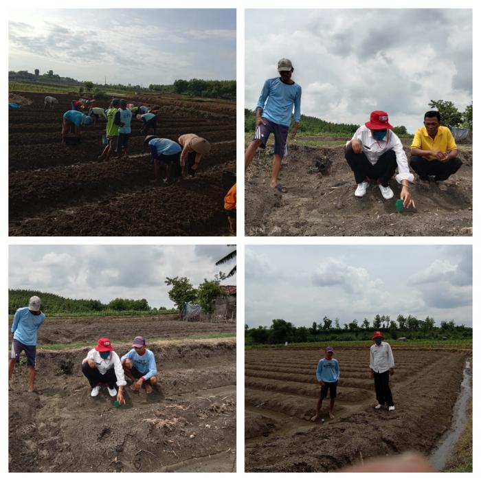 Mengukur PH Tanah pada Calon Lahan Bawang Merah 