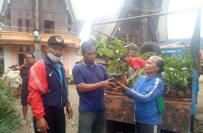 Program Peremajaan Tanaman Kopi Kepada Salah Satu  Kelompok Tani Di Toraja Utara 