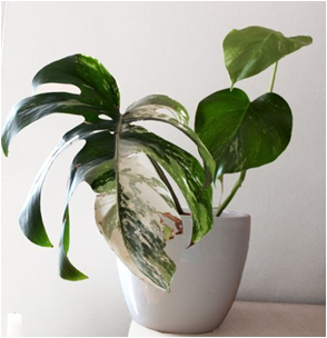 Mengenal Berbagai Jenis  Tanaman Hias Monstera Deliciosa Liemb (Janda Bolong) Yang Kini Lagi In dimasa Pandemi Covid 19