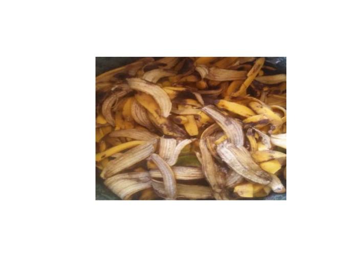 PUPUK ORGANIK CAIR (POC) DARI KULIT PISANG