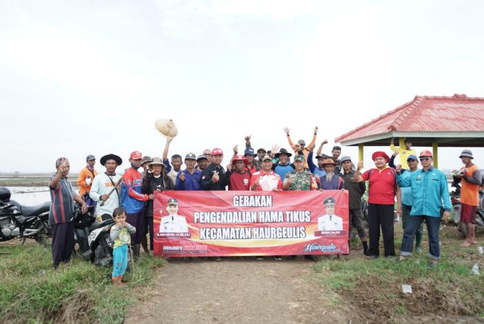 Kegiatan Gerdal Opt Tikus Di Kecamatan Haurgeulis