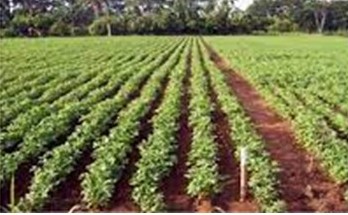 PEMUPUKAN DAN PENGAPURAN PADA TANAMAN KACANG TANAH DI LAHAN KERING