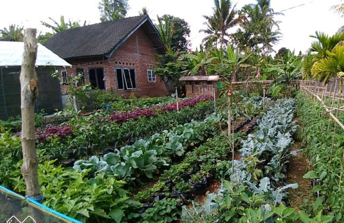 PEKARANGAN SUMBER GIZI KELUARGA  ( Olva Samiarosa Tatuwo, SP Penyuluh Pertanian Kota Manado)