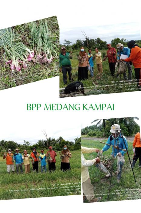 Ubinan Bawang Merah Di Kelompok Tani Jaya Makmur Kelurahan Pelintung Kota Dumai